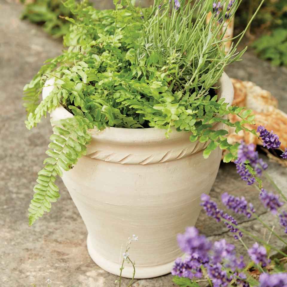 terracotta planter