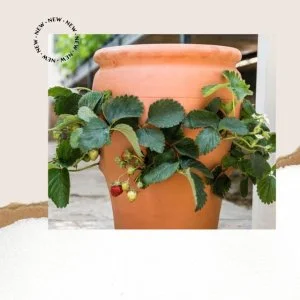 terra cotta pot manufacturer