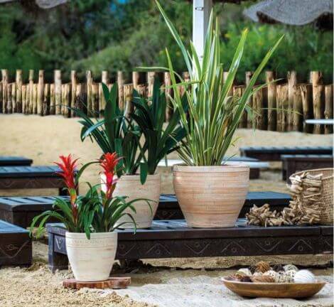 Terracotta planter in a garden setting with lush green plants