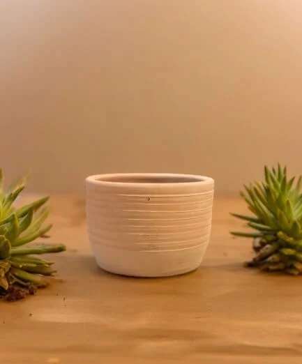 bonsai small pot for cactus