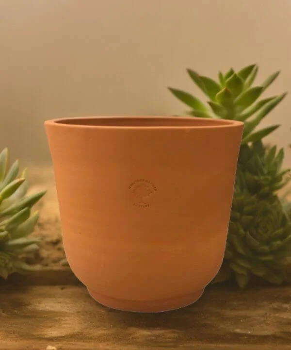 cup shaped small pot around succulents